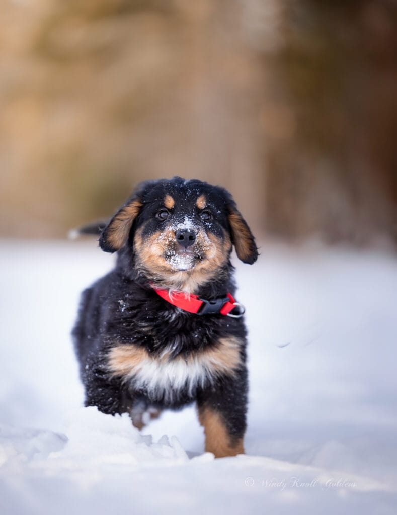 golden mountain dog vs bernese