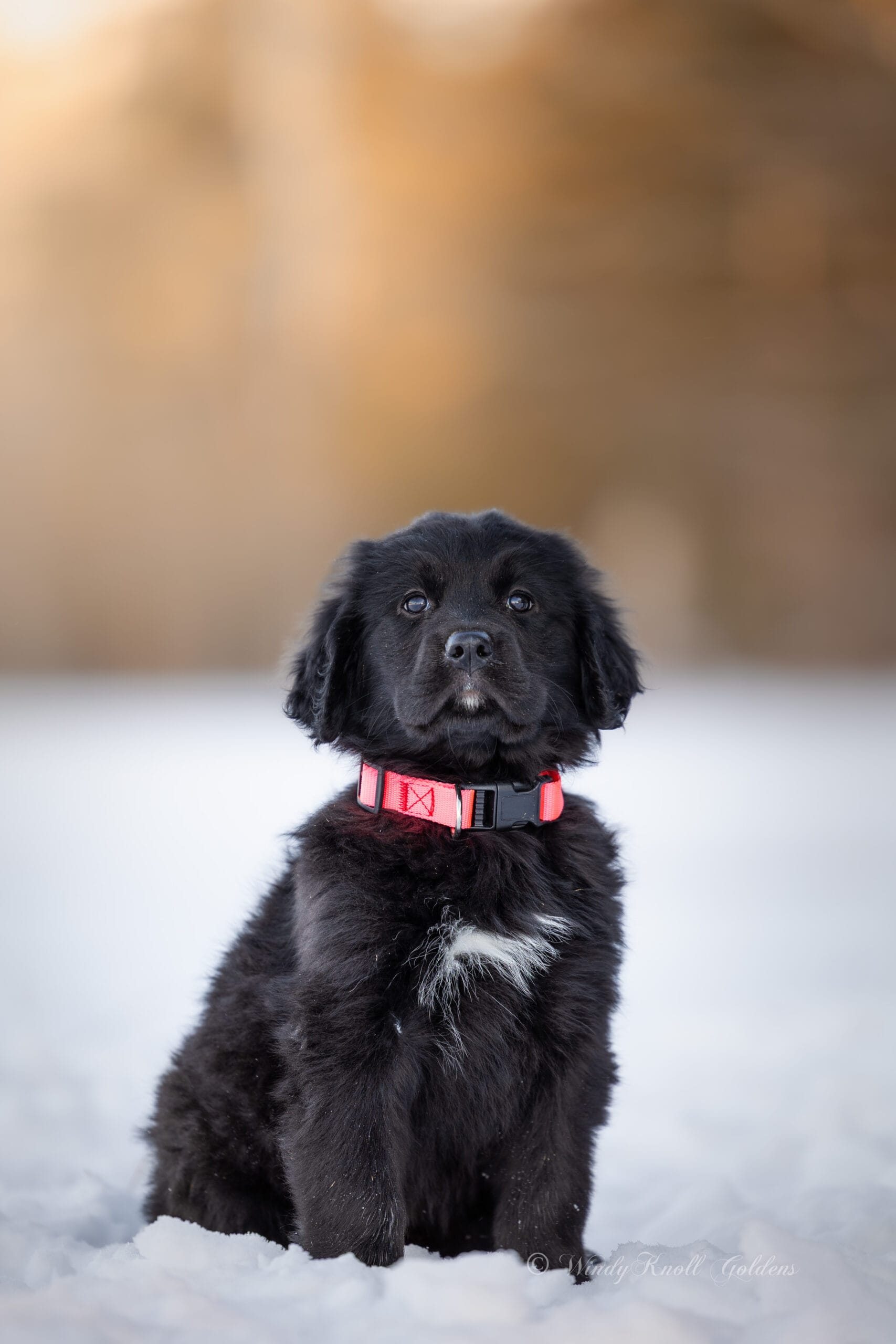 Windy Knoll Goldens Puppy in Maine