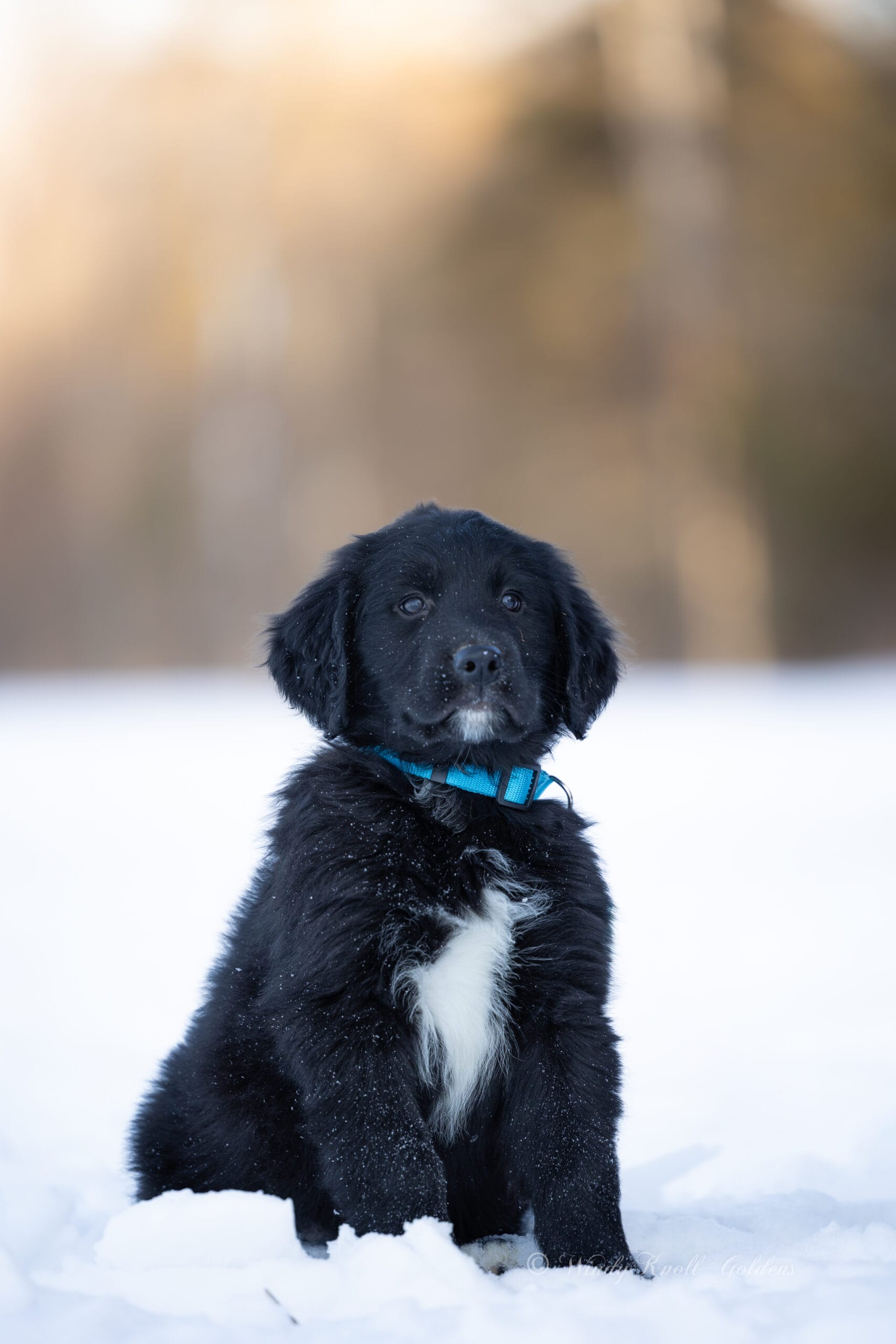 Golden Mountain Dog Windy Knoll Goldens