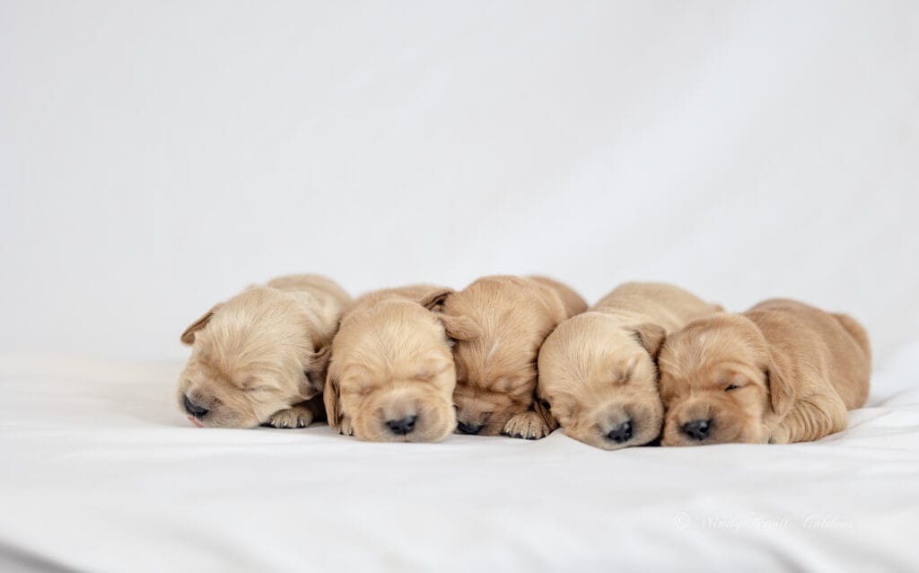 Golden Retriever Puppies
