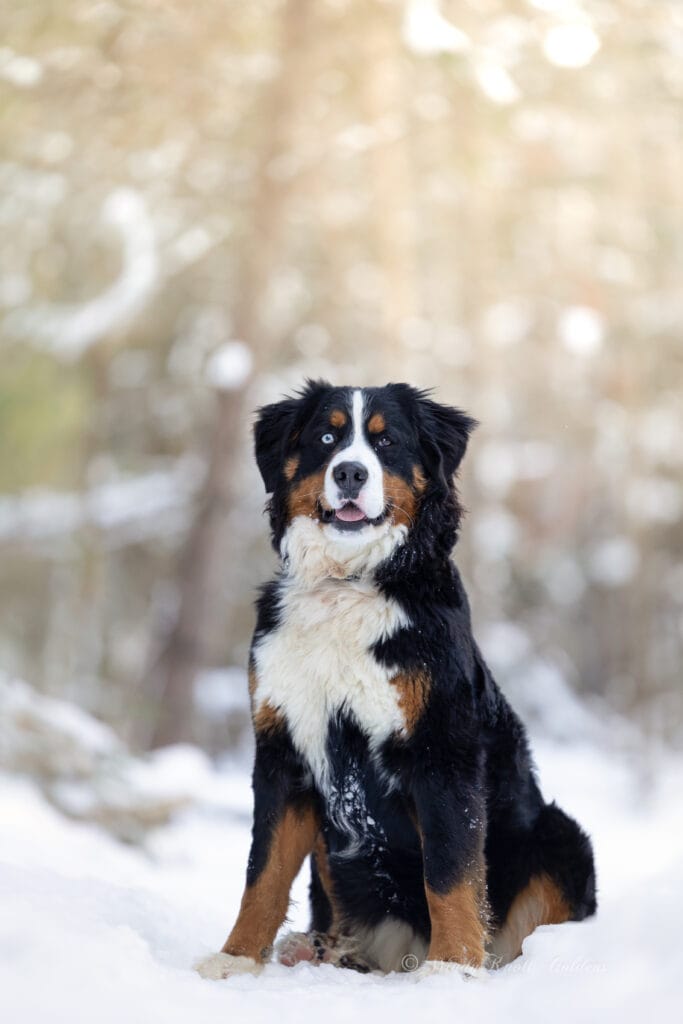 Bernese Mountain Dog