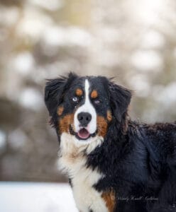 Maggie, our Bernese Mountain Dog, standing in the snow at Windy Knoll Goldens in Bradford, Maine, with her one blue eye and one brown eye clearly showing.