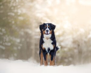 Bernese Mountain Dog