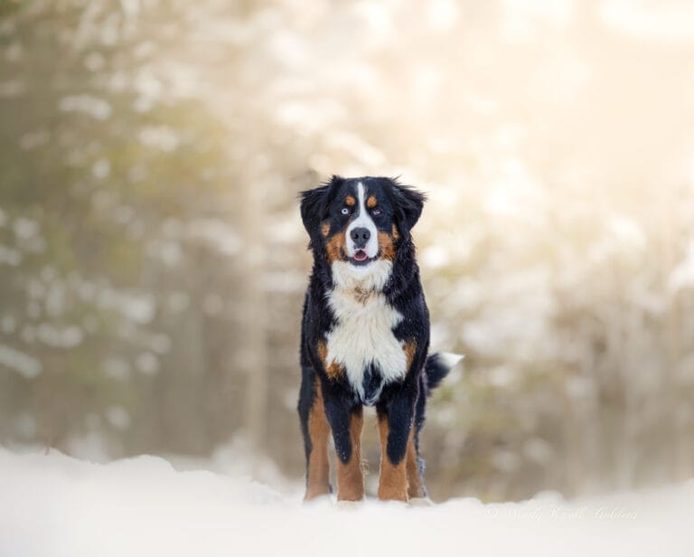 Maggie, the Bernese Mountain Dog mother of our upcoming golden mountain dog litter, standing in deep snow at Windy Knoll Goldens in Bradford, Maine.