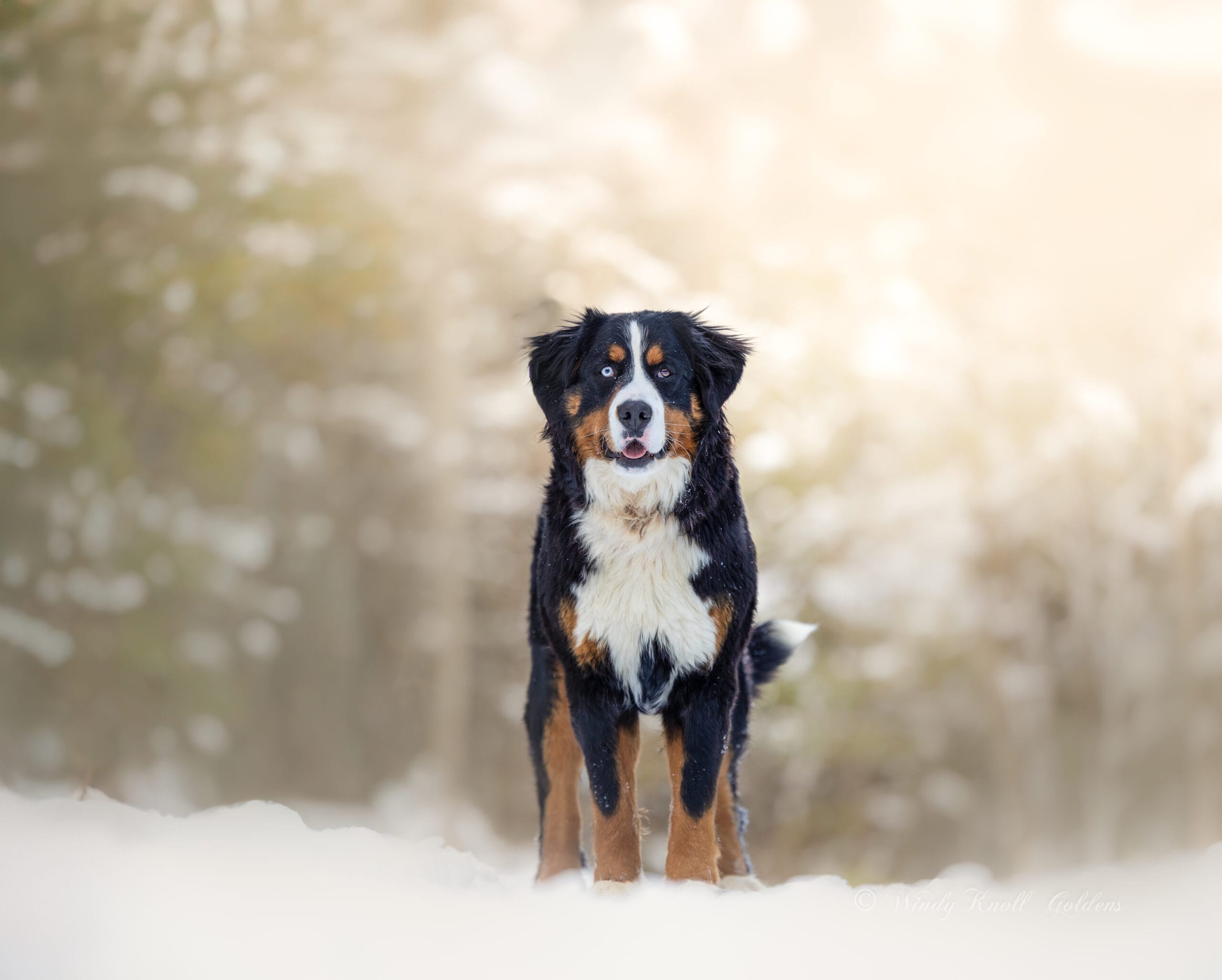 Bernese Mountain Dog