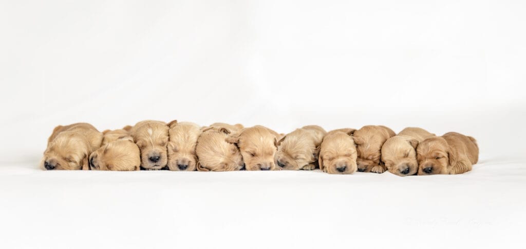 Golden Retriever puppies