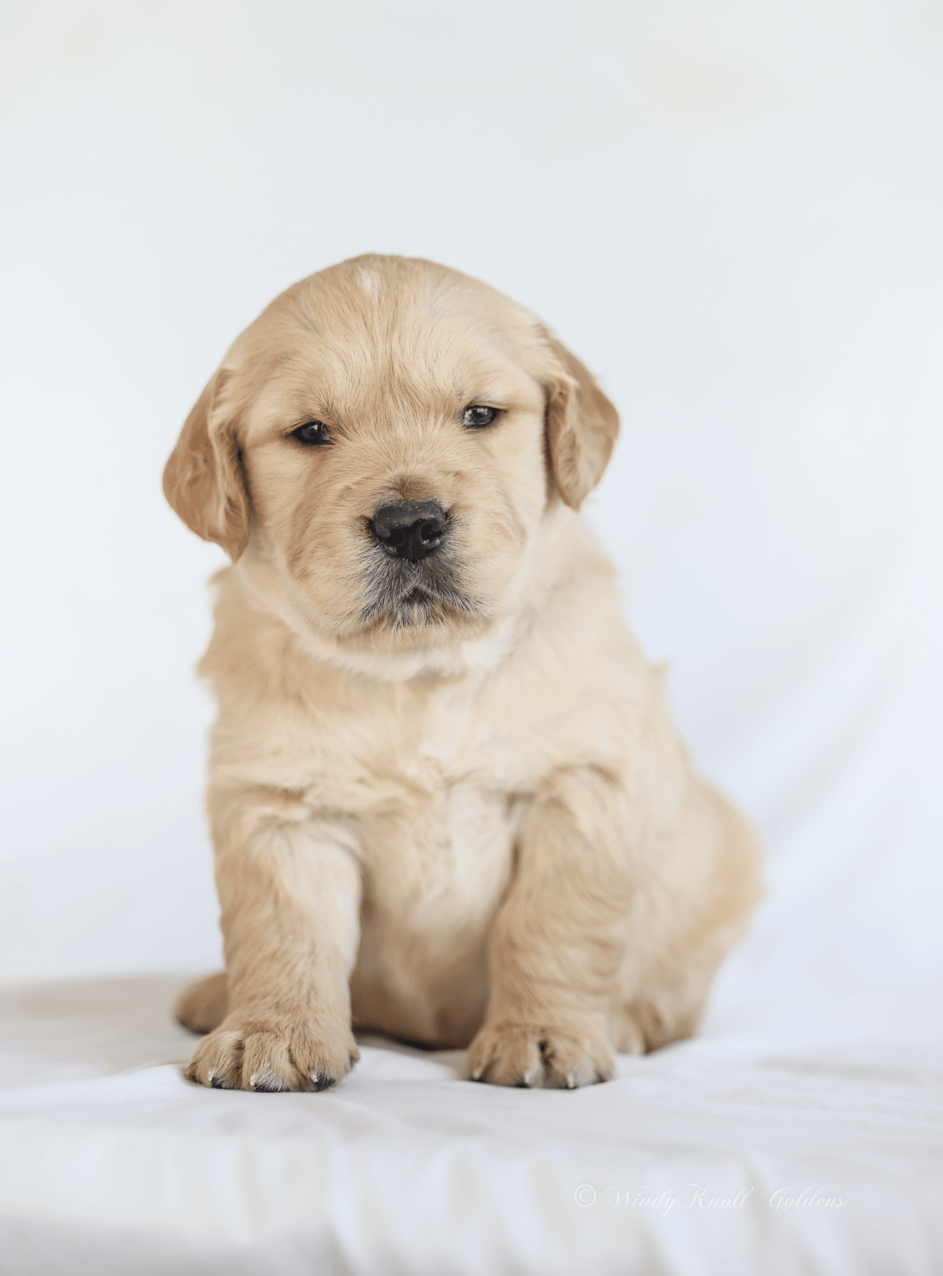Golden Retriever Puppies in maine