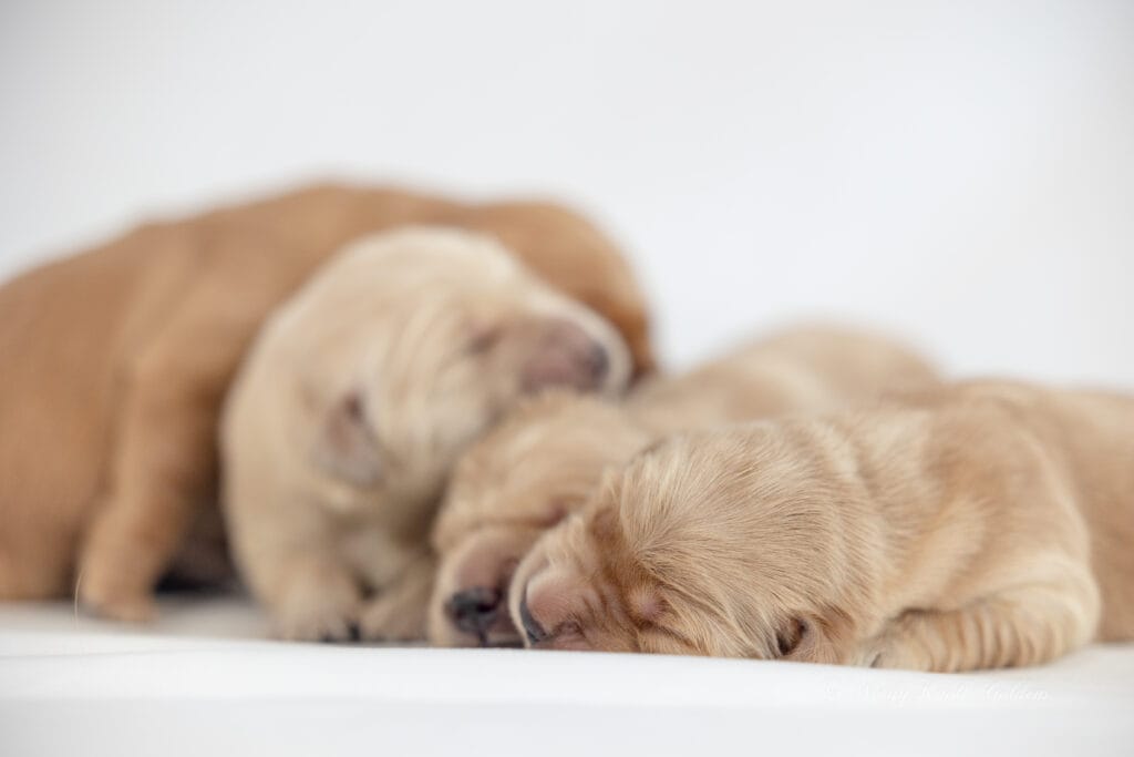 Golden Puppies