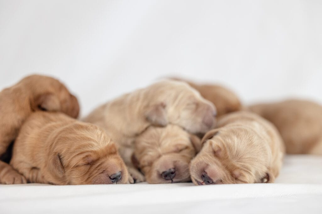 Golden Retriever Puppies For Sale in Maine