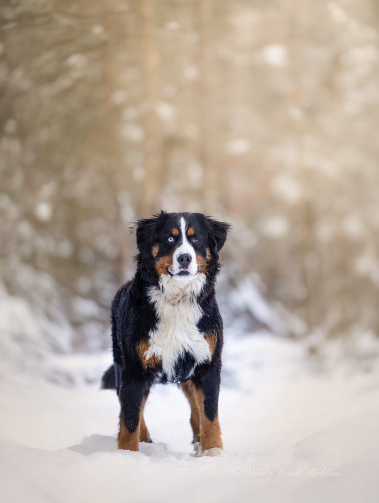 Bernese Mountain Dog in New England