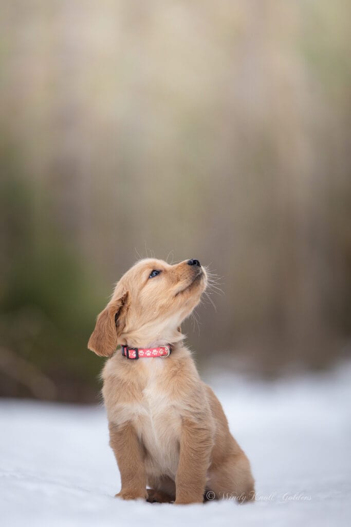 cute dark red puppy photo