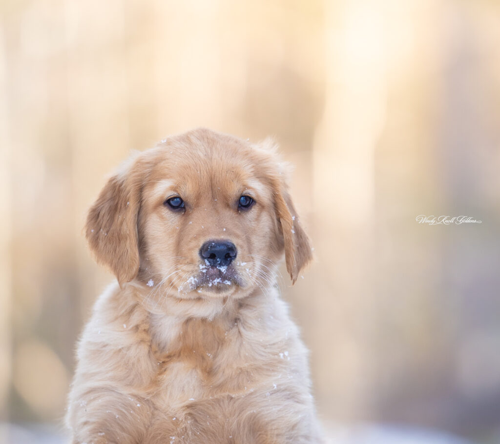 Golden Retriever Puppy 