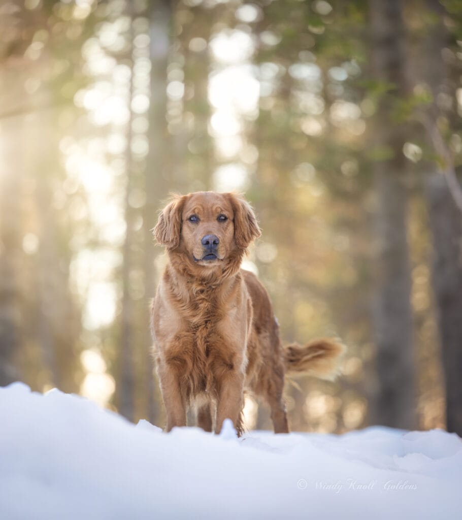 Golden Retriever Life Expectancy