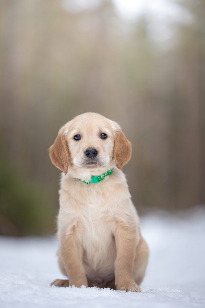 puppy photos in maine