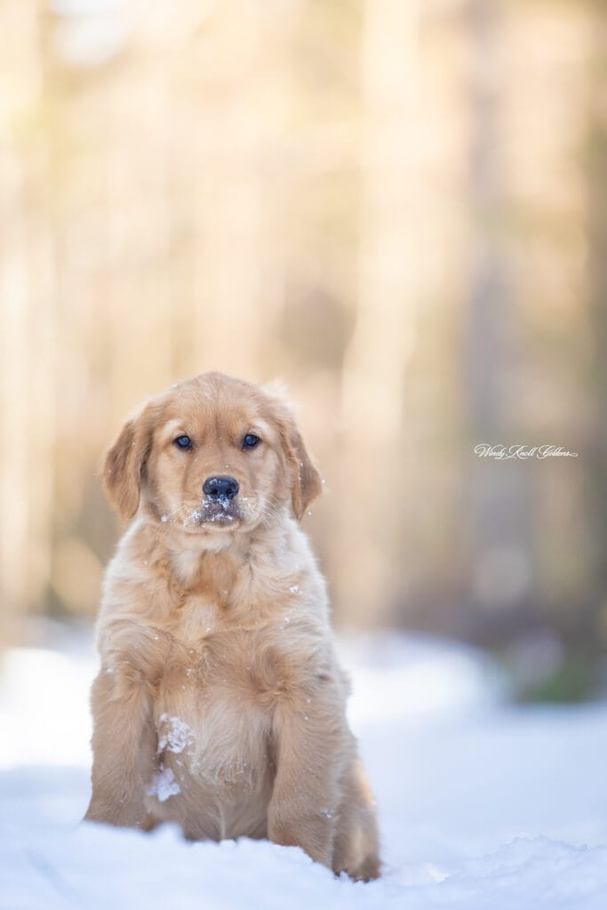 Golden Retriever Puppies In maine