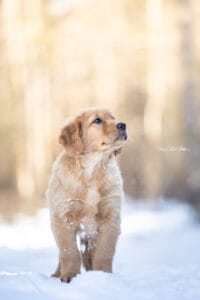 Golden Retriever Puppy In Maine