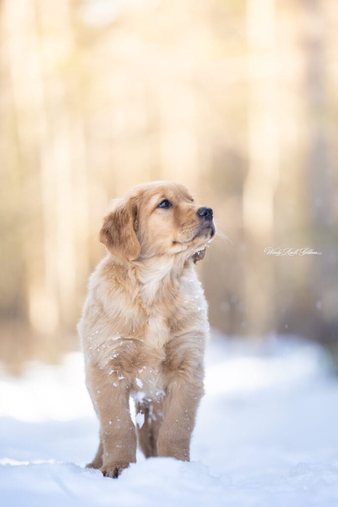 Maine Golden Retriever Puppies For Sale