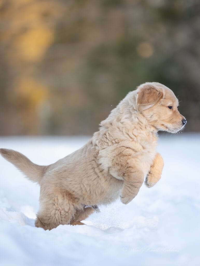 puppy zoomies