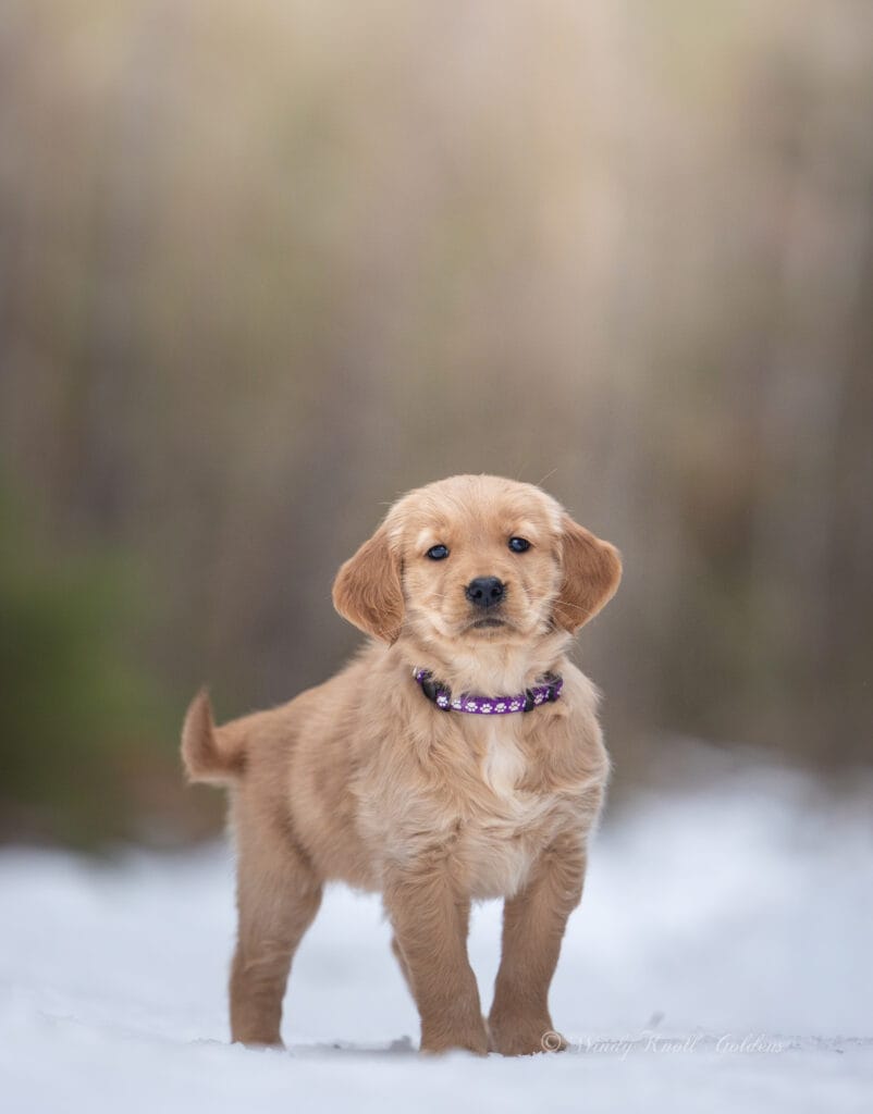 puppy photos in New England