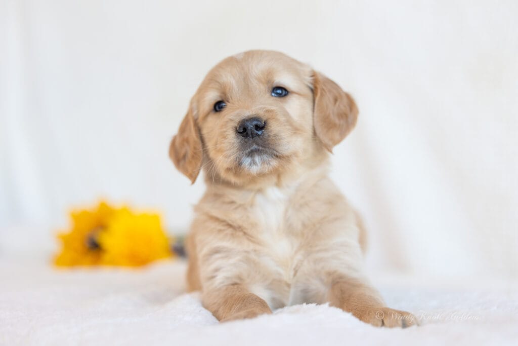 Cute puppy eating dog food
