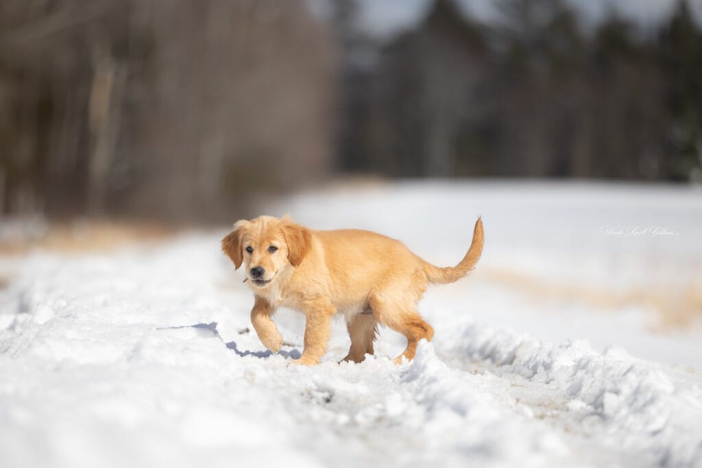 spring day puppies playing in the snow