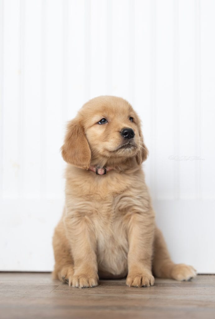 Golden Retriever Puppies