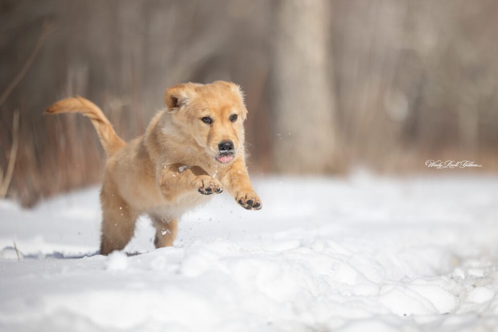spring day fun with puppies