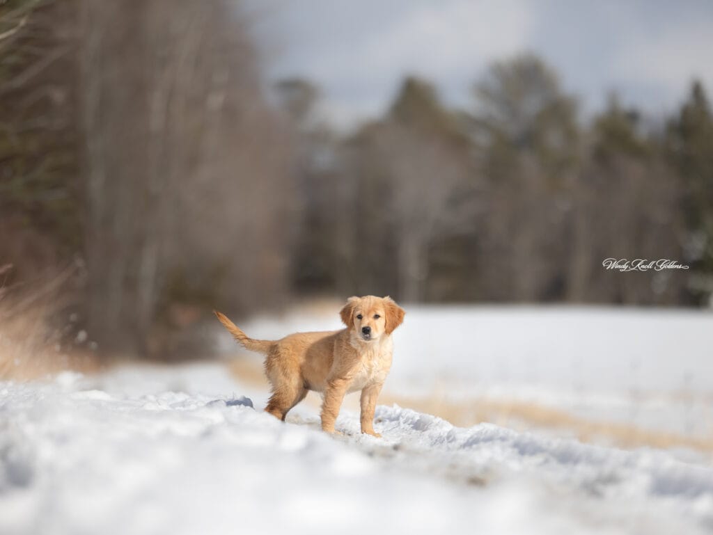 our new puppy playing outside