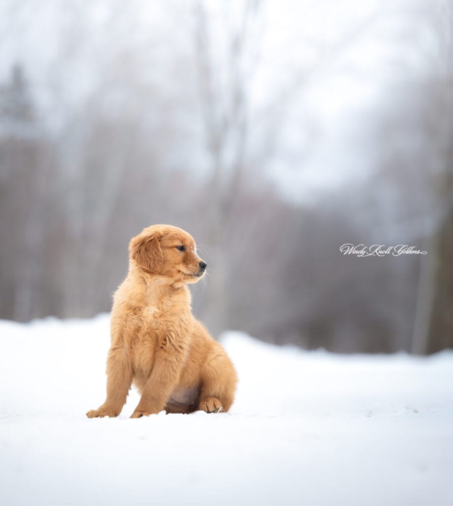 Golden Retriever Puppies In Maine