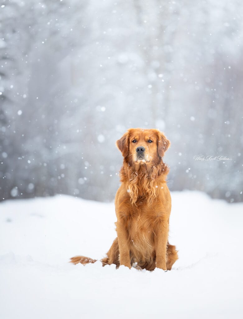 Golden Retriever  in the snow
