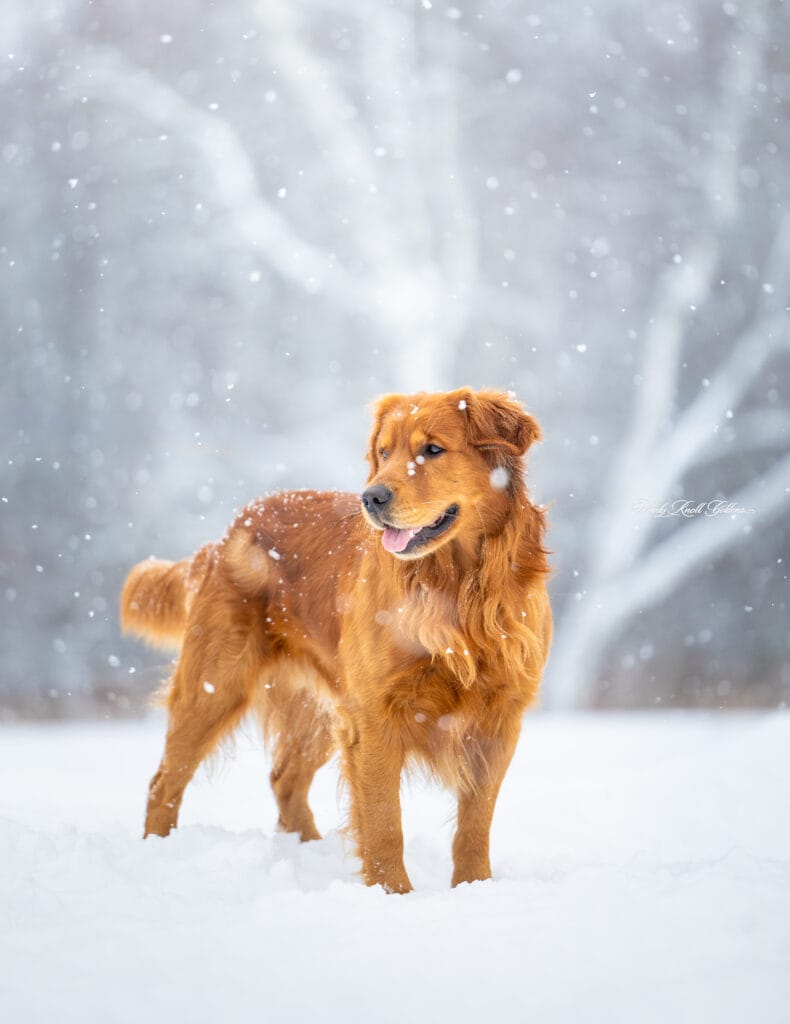 AKC Golden Retriever Standing in the snow 