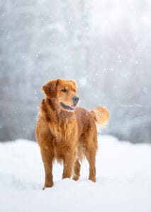 Golden Retriever Playing a snow storm