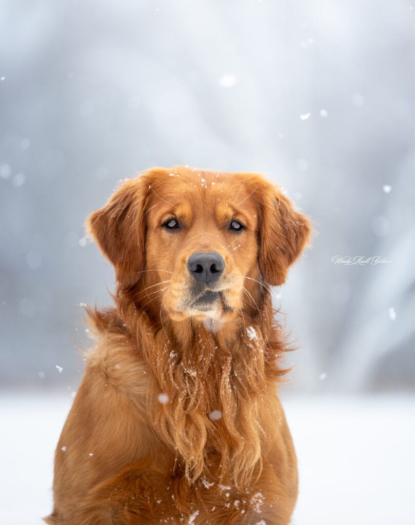 Beautiful golden in the snowstorm in maine