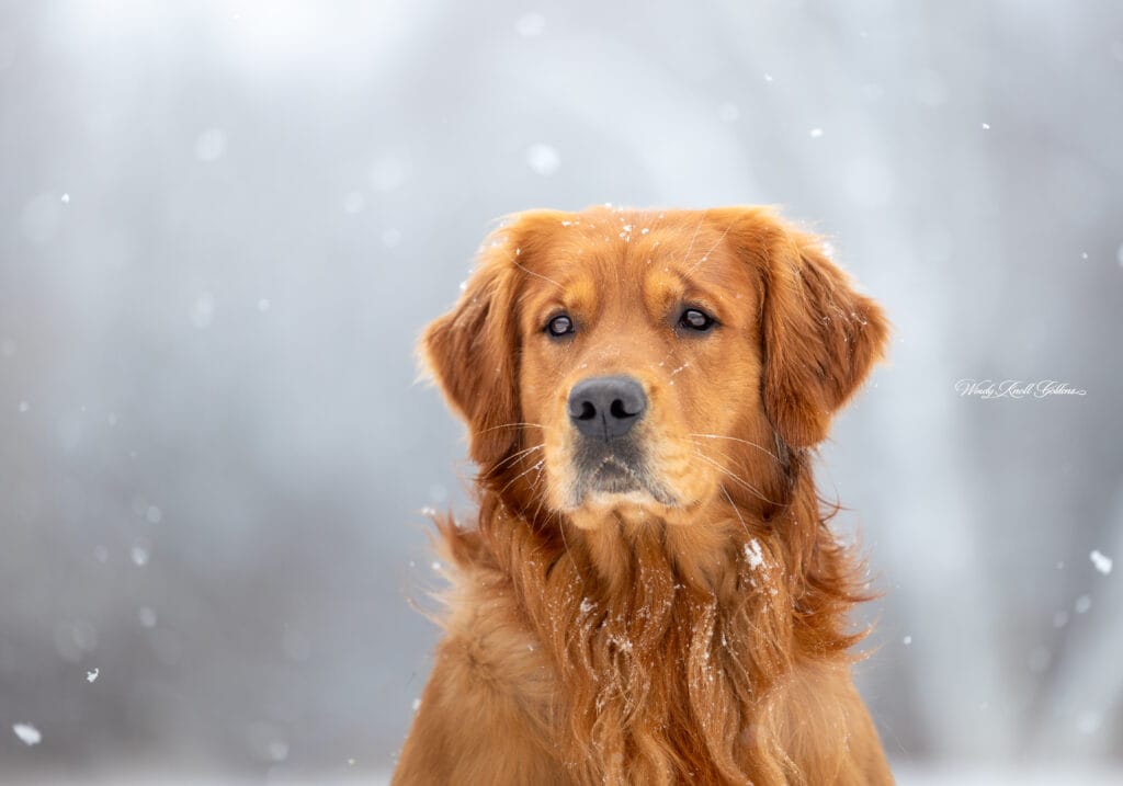Dark Red Golden Retriever in the snow