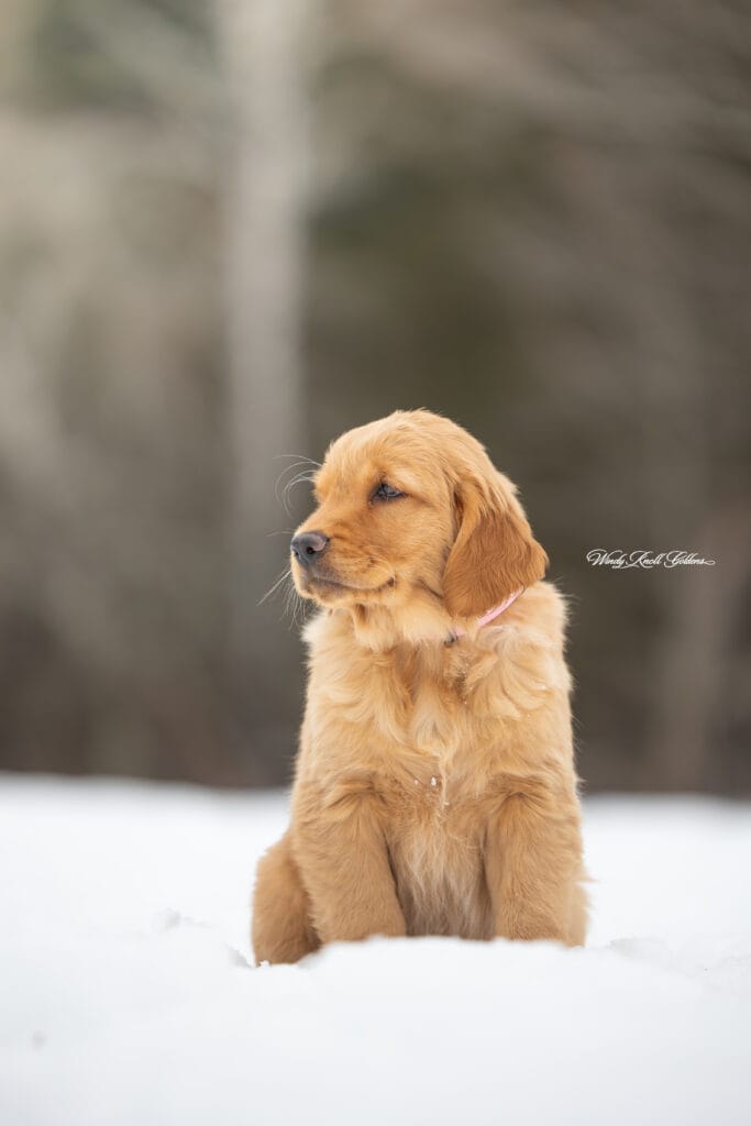 Windy Knoll Goldens Puppy Near Me
