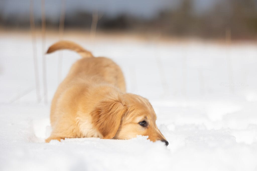 spring puppies playing