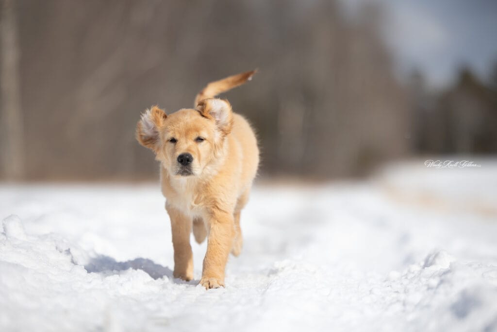 spring day fun with puppies