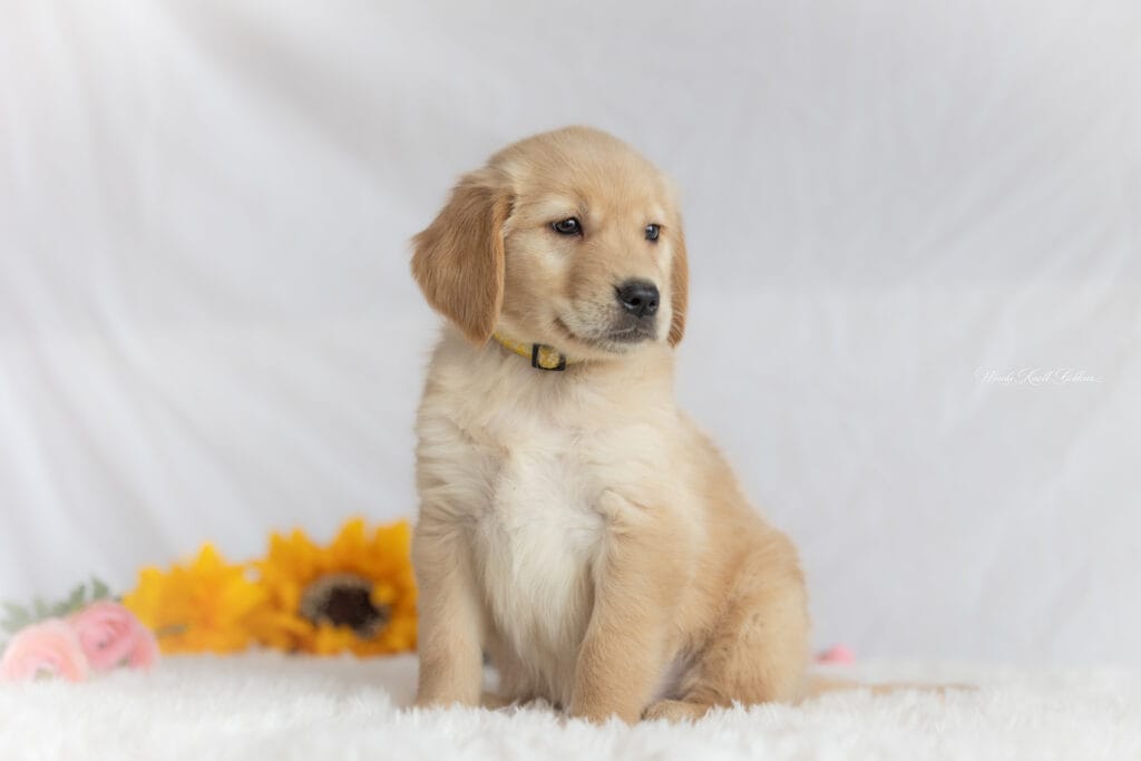 Golden Retriever Puppies In Maine 