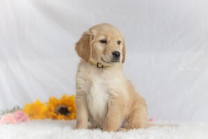 Cute Golden Retriever Puppy In Maine