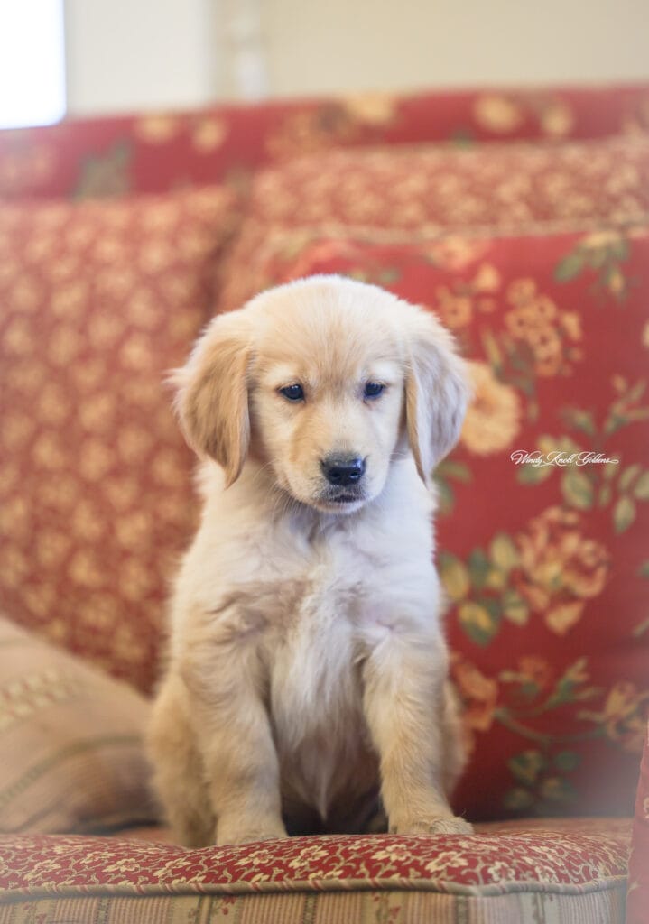 Cute Golden Retriever Puppy In Maine