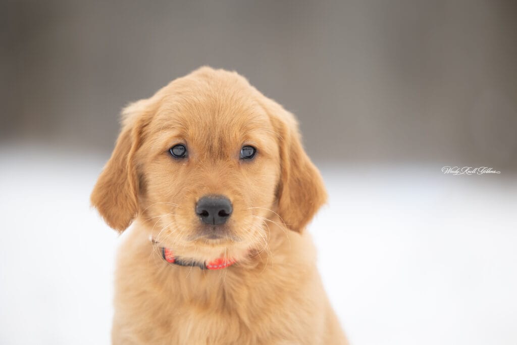 Cute Golden Retriever puppy
