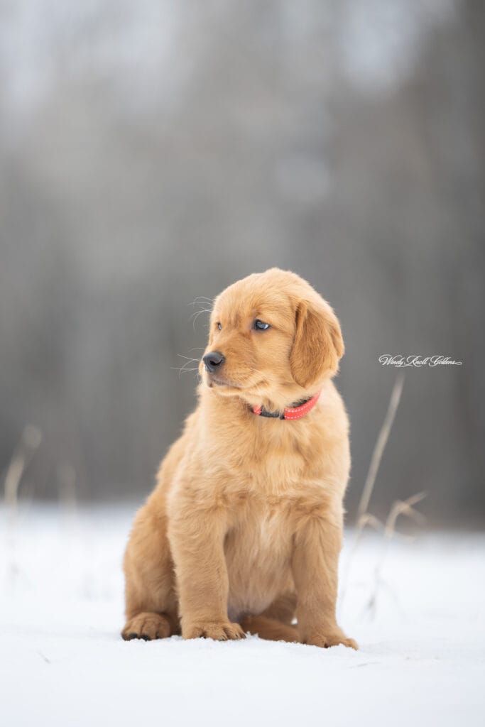 Golden Retriever Puppy in maine
