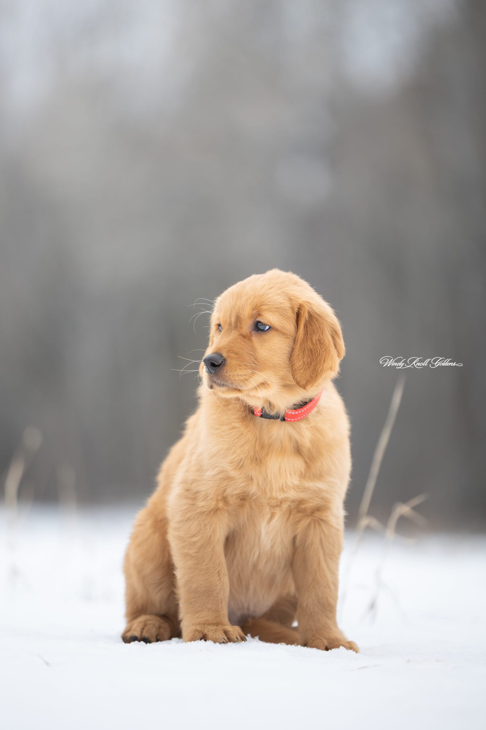Golden Retriever Puppies