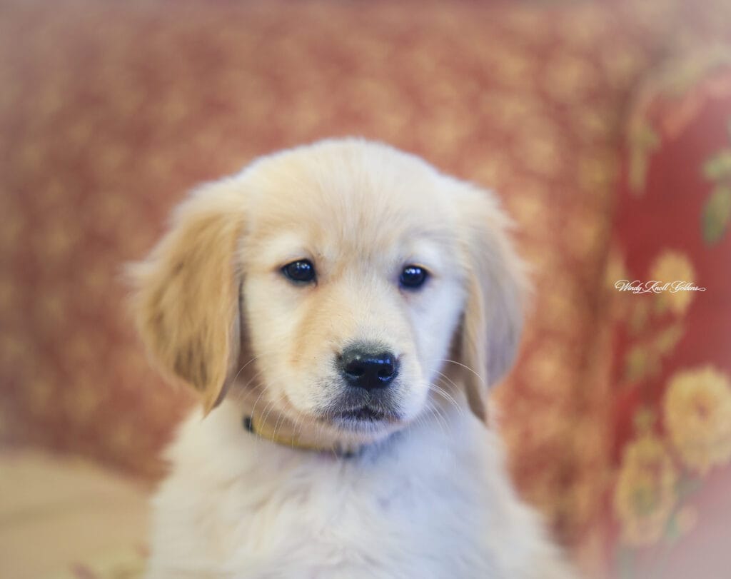 Golden Retriever Puppy Posing for a photo