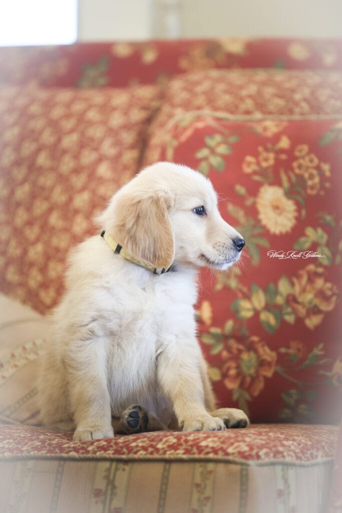 Cute Golden Retriever Puppy In Maine
