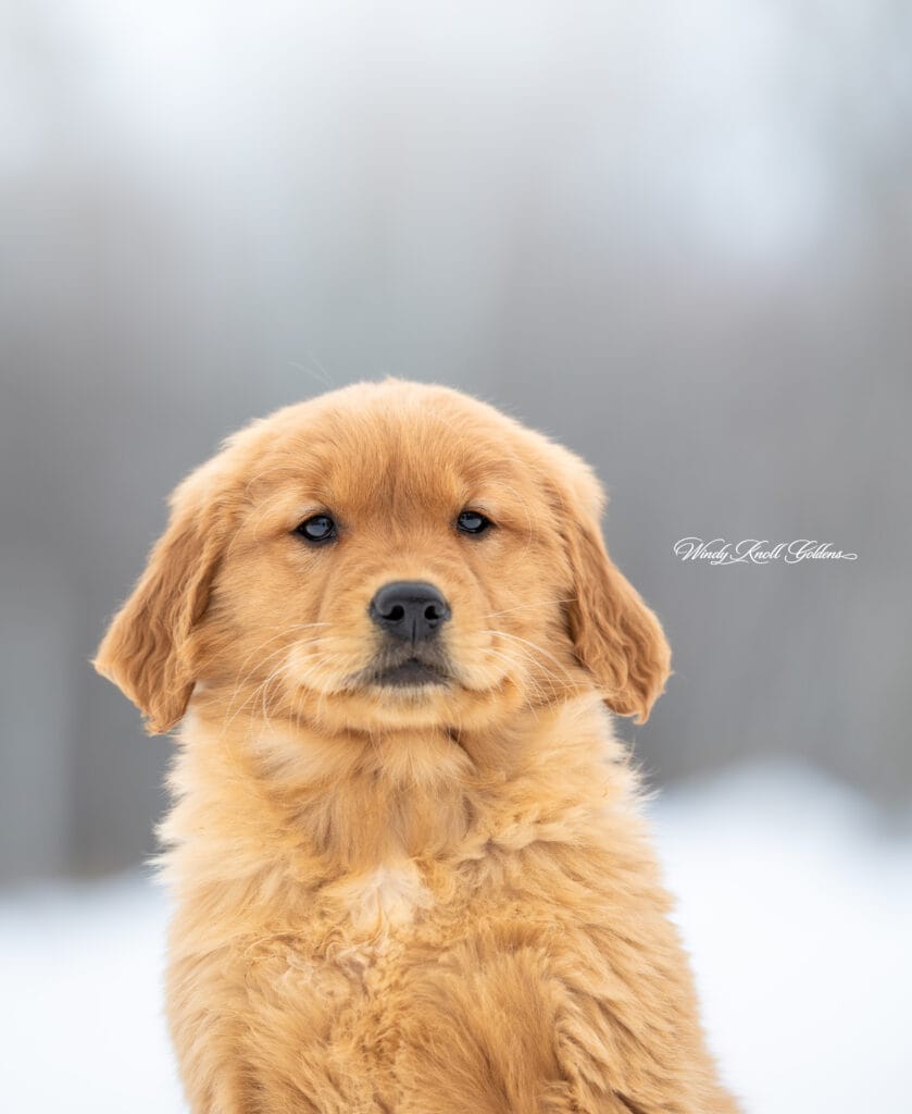 Golden Retriever Puppy