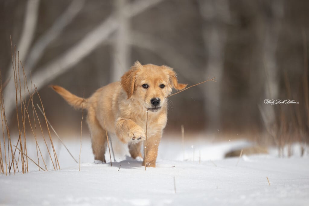playful golden retriever puppies in the spring