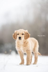 Maine Golden Retriever Puppy