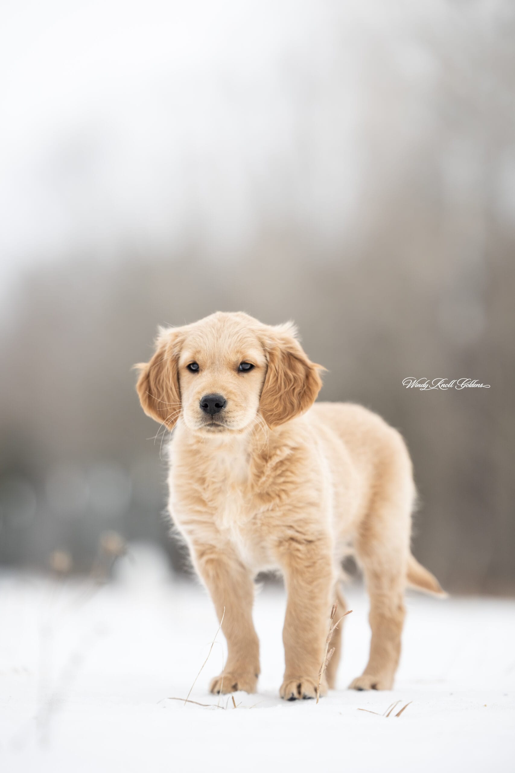Maine Golden Retriever Puppy