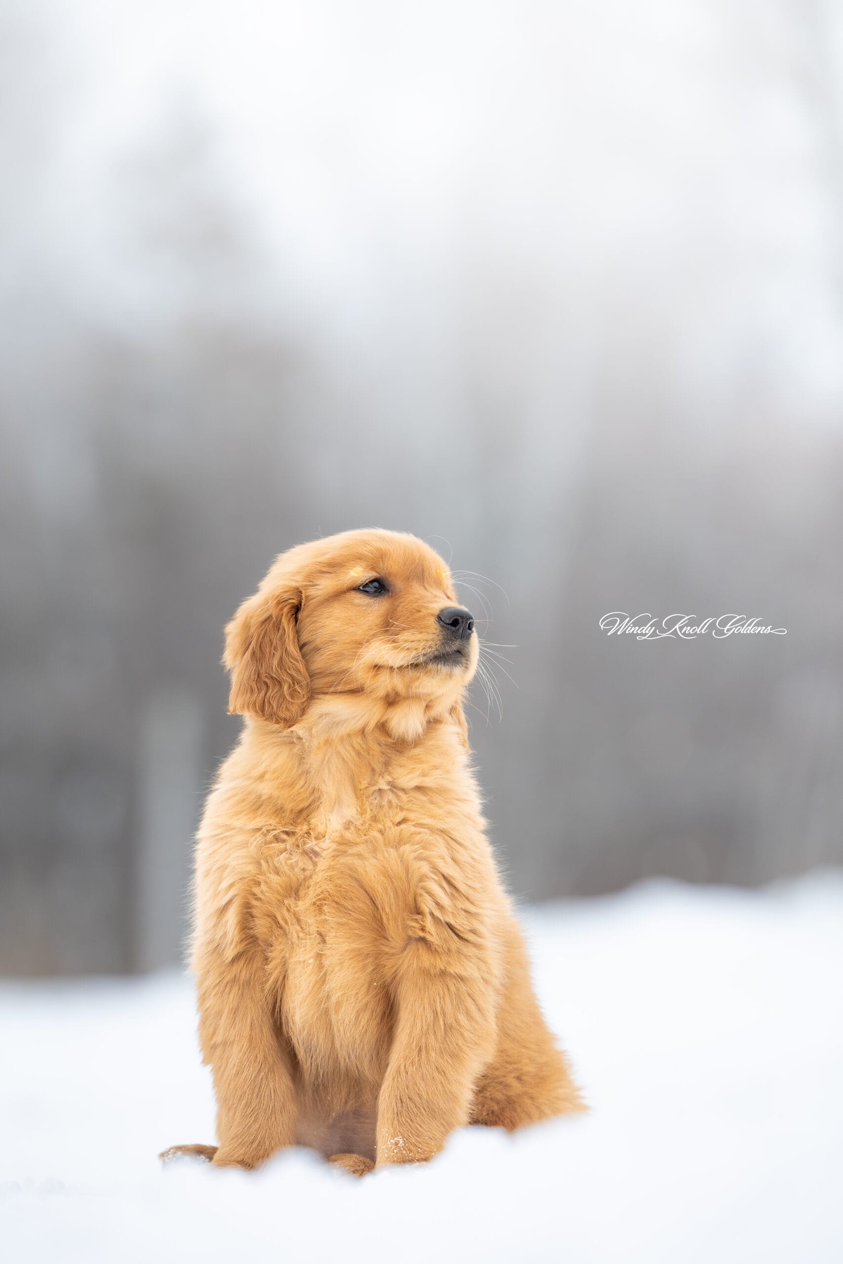 Maine Golden Retriever Puppy